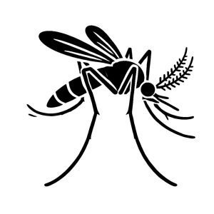 Mosquito