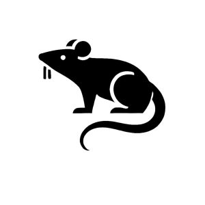 Rat