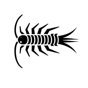 Silverfish